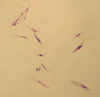 Промастиготы Leishmania tropica. Окраска по Гимзе, увеличение ×1000.