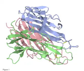 Трёхмерная структура фактора некроза опухоли Mus musculus. Различными цветами обозначены мономеры. Baeyens, KJ et al. (1999).[1]