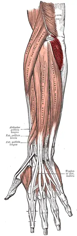 Локтевая мышца выделена красным