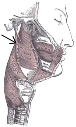 Стрелка указывает на шилоглоточную мышцу.