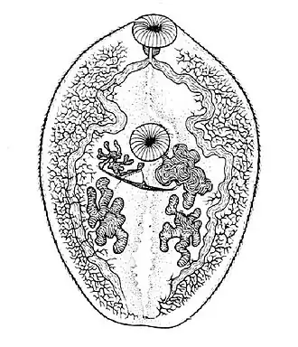 Paragonimus westermanii, возбудитель парагонимоза