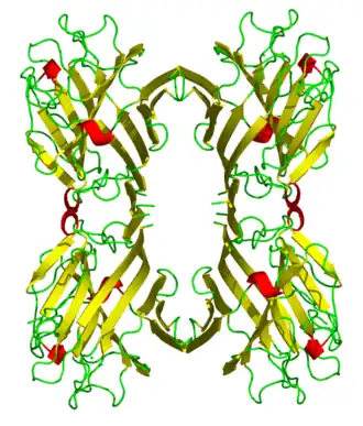 Кристаллическая структура лектинового домена L-фитогемагглютинина (PDB 1fat<[1])