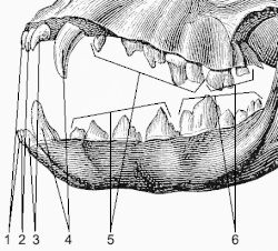 Зубы собаки: 1, 2, 3&nbsp;— резцы, 4&nbsp;— клыки, 5&nbsp;— премоляры, 6&nbsp;— моляры.