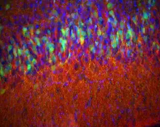 Пириформная кора 14-дневного мышонка, окрашенная иммуногистохимически на энкефалин (красный), D2- и EGFR-рецепторы (зелёный) и белок DAPI (синий) для того, чтобы было видно отдельные ядра (группы клеток)