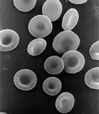 Эритроциты