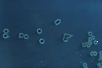 Фотография микропрепарата Salmonella enterica