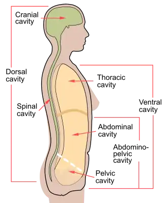 Полости тела человека, брюшная полость обозначена англ. abdominal cavity