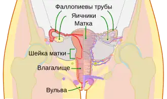 Расположение яичников в тазовой области