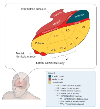 Ядра таламуса