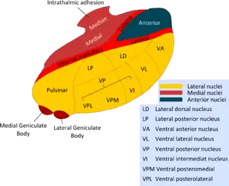 Ядра таламуса