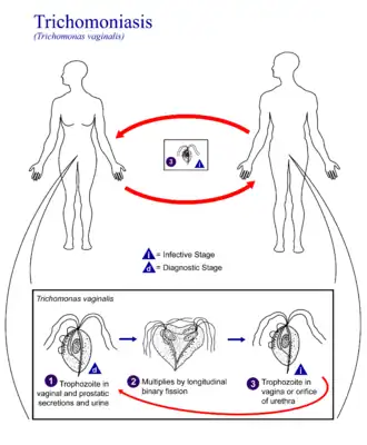 Эпидемиология трихомониаза