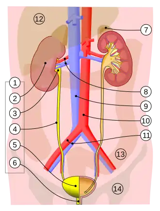 1. Мочевыделительная система человека: 2. почка 3. почечная лоханка 4. мочеточник 5. мочевой пузырь 6. мочеиспускательный канал. 7. надпочечник Сосуды: 8. почечная артерия и вена 9. нижняя полая вена 10. брюшная аорта 11. общая подвздошная артерия и вена Прочее: 12. печень 13. толстая кишка 14. таз