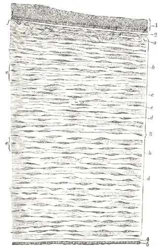 Роговица человека. 1. эпителий роговицы 2. Боуменова мембрана 3. строма роговицы 4. Десцеметова оболочка 5. эндотелий роговицы