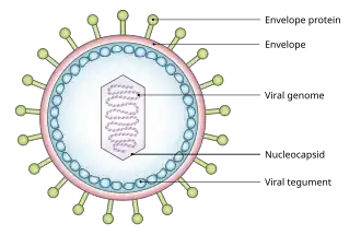 Simplified diagram of the structure of EBV