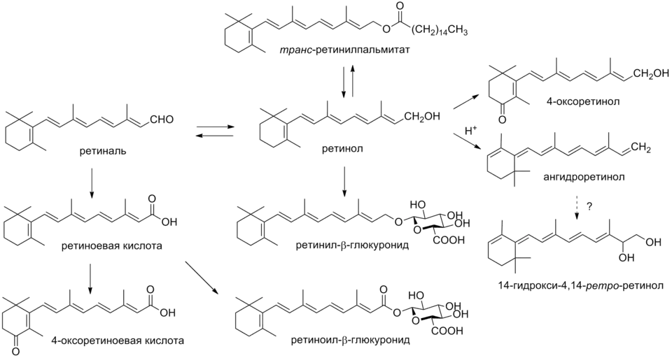 Метаболизм витамина A