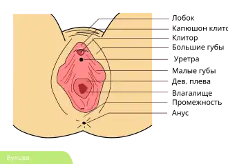 Схема строения вульвы