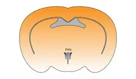 Паравентрикулярное ядро гипоталамуса в&nbsp;мозге мыши